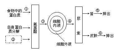 蛋白质的代谢过程图解图片