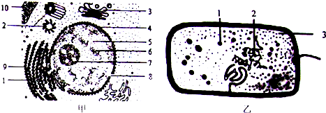 如圖為兩種細胞的部分結構示意圖,請據圖回答