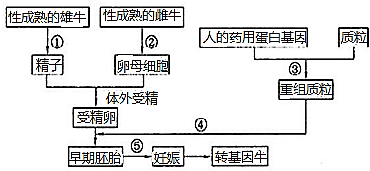 动物乳腺生物反应器是一项利用转基因动物的乳腺代替传统的生物发酵