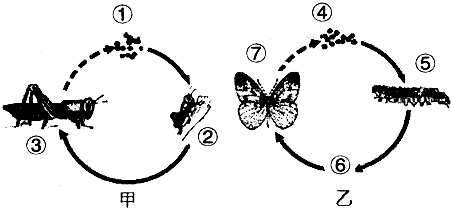 如图是蝗虫和菜粉蝶两种昆虫发育过程的示意图,请据图回答