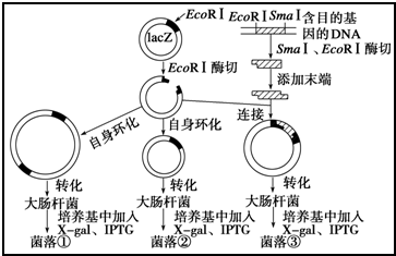 杆菌表达重组胶原蛋白工艺流程蓝白斑筛选过程图示大肠杆菌laz基因