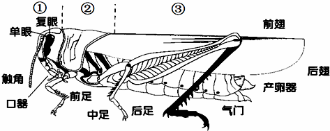 请观察蝗虫的外部形态图回答问题:(1)蝗虫是常见的昆虫,它的身体分为
