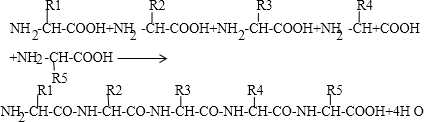 氨基酸脱水缩合反应式图片