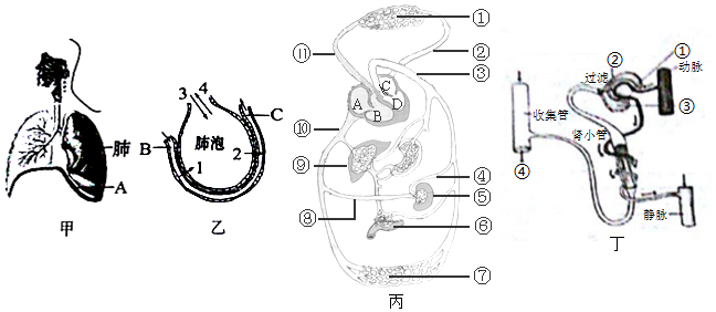 圖甲為呼吸系統模式圖,圖乙為肺泡與毛細血管之間的氣體交換示意圖,圖