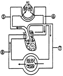 如圖是血液循環和氣體交換示意圖,請據圖回答問題