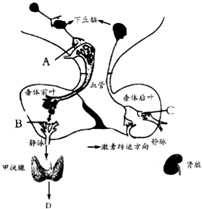 下丘腦與垂體組成一個完整的神經內分泌功能系統.下丘腦對垂體的控制