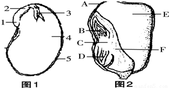 如图所示为两类种子剖面结构图,据图回答
