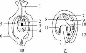 如图为胚珠结构及荠菜胚的发育示意图,据图回答