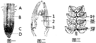 图一所示的是根尖的结构,图二和图三所示的分别是叶芽的结构及其发育