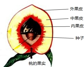 桃老茎横切结构示意图图片