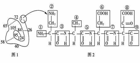 【下面是某蛋白質的肽鏈結構示意圖(圖1,其中數字為氨基酸序號)及部分