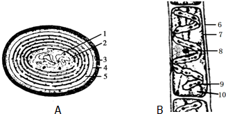 如图中的a为蓝藻细胞结构示意图,b为水绵细胞结构示意图
