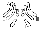 图中为果蝇(xy型)体细胞中染色体示意图,罗马数字表示染色体序号,a,a