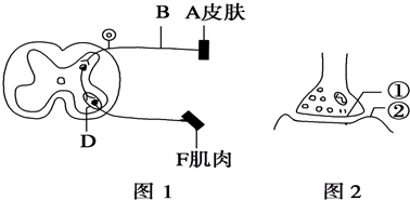 图1为人体中某反射弧的结构示意图,图2是图1中局部结构放大模式图