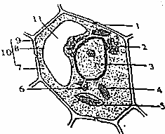 如圖所示植物細胞亞微結構模式圖,據圖回答下列問題.
