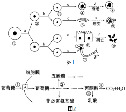 细胞的生命历程简图图片