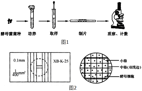 某研究小组以酵母菌为对象探究种群数量的动态变化