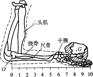 右圖為人手臂骨骼與肌肉的生理結構示意圖,手上託著重為g的物體.