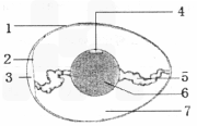 据鸟卵的结构示意图,回答