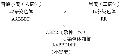 我国科学家鲍文奎等农业科技人员用普通小麦和黑麦杂交培育的新品种