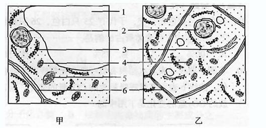 甲,乙兩圖是紅楓葉肉細胞和根尖生長點細胞的亞顯微結構示意圖.