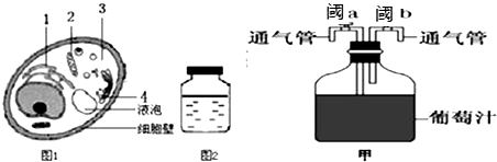 (1)酵母菌是理想的酒精发酵菌种,图1可产生co  的场所是