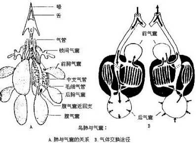 两栖动物的呼吸器官图片