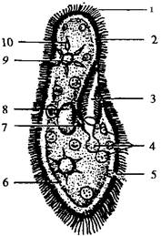 生物草履虫结构示意图图片