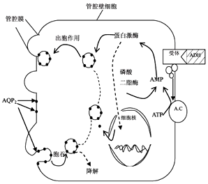 如图为adh(抗利尿激素)对肾集合管(肾小管集合部)管腔壁细胞管腔膜的