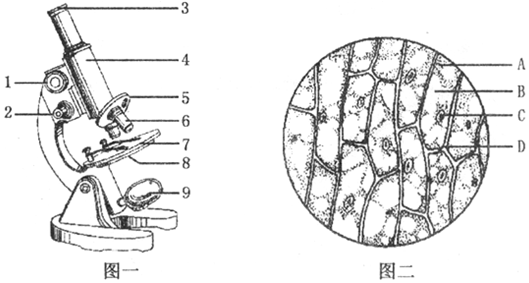 图二是在显微镜下观察到的洋葱鳞片叶内表皮细胞结构示意图,请据图