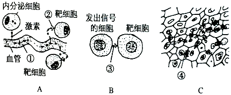 细胞间信息交流方式图图片