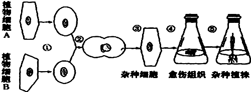 细胞融合手绘图图片