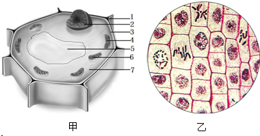 如圖是植物細胞結構圖和根尖的細胞分裂圖,請據圖回答問題.