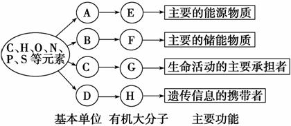 以下是生物體內四種有機物的組成與功能關係圖,有關敘述錯誤的是 ( )