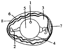 鸡卵的结构模式简图图片