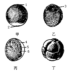 下图是青蛙胚发育过程中的几个不同阶段,看图回答下列问题