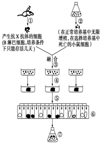 如图表示单克隆抗体的制备过程,据图回答下列问题