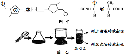 赫尔希和蔡斯完成了著名的t2噬菌体侵染细菌的实验,有力地证明了dna是