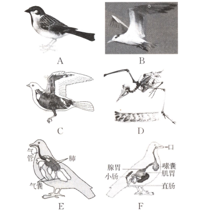 識一識 想一想 根據鳥的身體結構,完成下列填空.