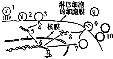 HIV侵染细胞图片