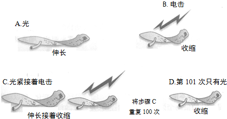 涡虫横切图 实验报告图片