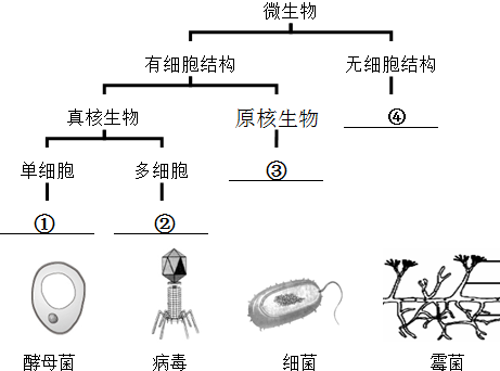 如图所示为四种微生物的结构示意图及分类图,据图回答(1)请你按分类表