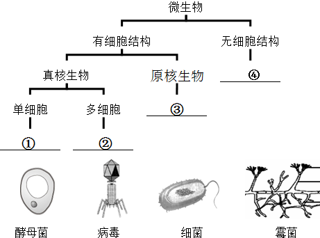 如图所示为四种微生物的结构示意图及分类图