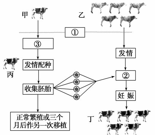 牛的胚胎生长发育图图片