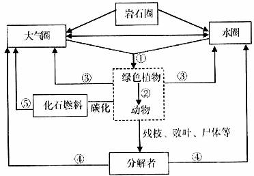 下图为生物圈中碳循环示意图,请根据图回答问题