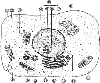 下面是动物细胞亚显微结构示意图,请据图回答(括号内填标号,横线上填