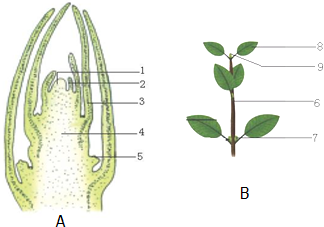 据图a枝芽总切面和b枝条结构示意图回答: (1)【3】将来发育成
