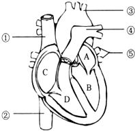 画心脏结构简图图片