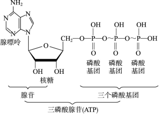 atp分子结构简式图解图片