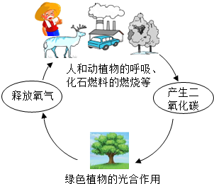 自然界中碳氧循环过程如图所示,回答下列问题